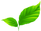 Green Spring Leaves PNG Clipart