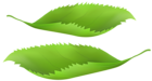 Green Spring Leaves PNG Transparent Clipart