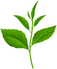 Green Spring Plant PNG Transparent Clipart