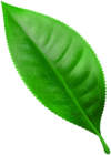 Green Sring Leaf PNG Clipart