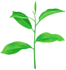Growing Plant PNG Transparent Clipart
