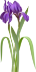 Iris Spring Flower PNG Clipart