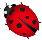 Lady Bug Transparent PNG Clip Art Image