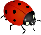 Ladybug Clip Art Image