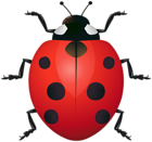 Ladybug Clipart Image
