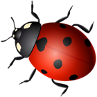 Ladybug Decorative Transparent Image