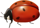 Ladybug Transparent Clip Art
