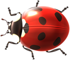 Ladybug Transparent PNG Clip Art Image