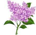 Lilac Blossom PNG Transparent Clipart