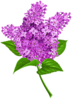 Lilac PNG Transparent Clip Art Image