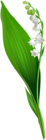 Lily of the Valley Flower PNG Clip Art