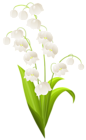 Lily of the Valley PNG Clipart