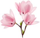 Magnolia Blooming Branch Clipart Image