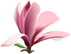 Magnolia Transparent PNG Clip Art Image