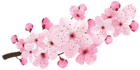 Pink Spring Blooming Branch PNG Clipart