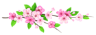 Pink Spring Branch PNG Image