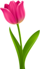 Pink Tulip Transparent Clip Art