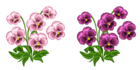 Pink Violets PNG Clipart