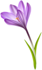 Purple Crocus Transparent PNG Clip Art Image