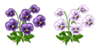 Purple and White Violets PNG Clipart
