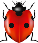 Red Ladybug PNG Clipart