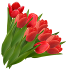Red Tulips PNG Clipart Picture