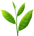 Small Plant PNG Clipart