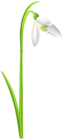 Snowdrop Flower PNG Transparent Clipart
