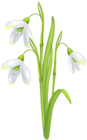 Snowdrop Flower Transparent Image