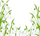Snowdrops Decoration PNG Clipart