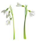 Snowdrops PNG Clipart
