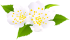 Spring Bloom PNG Clip Art Image