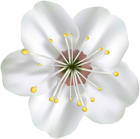 Spring Blooming Flower PNG Clip Art Image