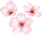 Spring Blooming Tree Flower PNG Clip Art Image