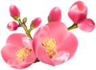 Spring Blossom Transparent PNG Clip Art Image