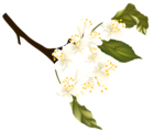 Spring Branch Element PNG Clipart
