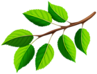 Spring Branch PNG Clipart
