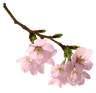 Spring Branch PNG Picture