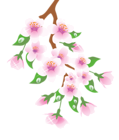 Spring Branch Pink PNG Clipart