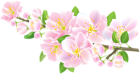 Spring Branch Pink Transparent Image