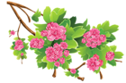 Spring Branch Transparent PNG Clipart Picture