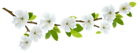 Spring Branch White PNG Clipart