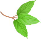 Spring Branch with Green Leaves PNG Clipart