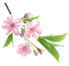 Spring Branch with Pink Tree Flowers PNG Clipart