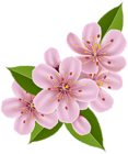 Spring Cherry Blossom Flowers PNG Clip Art Image