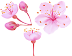Spring Cherry Blossoms PNG Clip Art Image