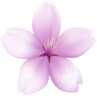 Spring Cherry Flower PNG Clipart