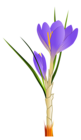 Spring Crocus PNG Clipart Picture