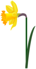 Spring Daffodil Transparent Image