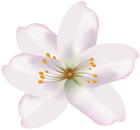 Spring Flower PNG Clip Art Image